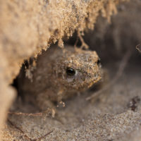 Piccolo rospo delle dune