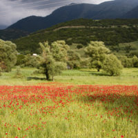 Vicino a Kalavryta