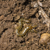 Scolopendra