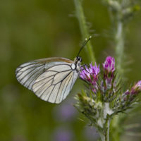 Aporia crataegi (Lepidoptera Pieridae) dalle parti di Mega Spileo [det. Maurizio Bollino]