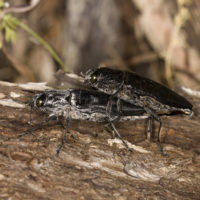 Chalcophora detrita marani (Coleoptera Buprestidae) in copula