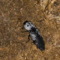 Calais perreyssii (Coleoptera Elateridae) [det. Francesco Izzillo]