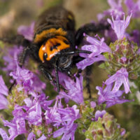 Megascolia maculata maculata (Hymenoptera Scoliidae)