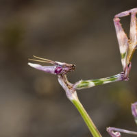 Ninfa di Empusa fasciata (Mantodea Mantidae)