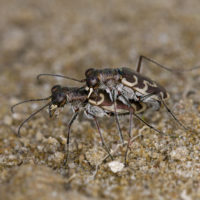Cephalota (Taenidia) circumdata (Coleoptera Cicindelidae) in copula [det. Daniele Sechi]