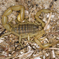 Mesobuthus gibbosus (Scorpionida Buthidae) sotto i detriti del litorale