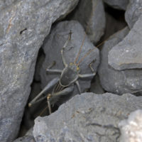 Orthoptera a Delfi (Δελφοί)