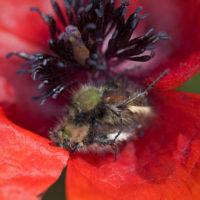 Pygopleurus sp. (Coleopteta Glaphyridae) in copula in un papavero