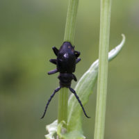Herophila fairmairei (Coleoptera Cerambycidae)
[det. Maurizio Bollino]