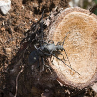 Morimus asper (Coleoptera Cerambycidae) in copula