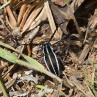 Dorcadion (Pedestredorcadion) heldreichii (Coleoptera Cerambycidae) a 1750m
[det. Zdeno "Zdenko" Lucbauer]