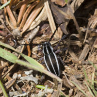 Dorcadion (Pedestredorcadion) heldreichii (Coleoptera Cerambycidae) a 1750m
[det. Zdeno "Zdenko" Lucbauer]