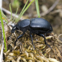 Liparus (Trysibius) tenebrioides (Coleoptera Curculionidae)