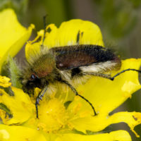 Pygopleurus anemoninus? (Coleopteta Glaphyridae)