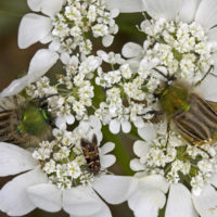 Eulasia sp. (Coleopteta Glaphyridae)