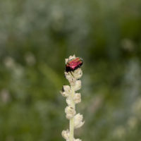 Cetonia sp.(Coleoptera Cetoniidae)