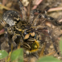 Lycosidae sp. con preda