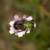 Pygopleurus sp. (Coleopteta Glaphyridae)