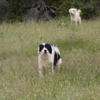 Attaccati da cani da pastore aggressivi