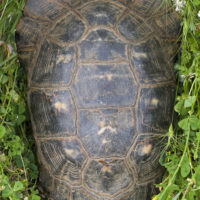 Tartaruga marginata (Testudo marginata Schoepff, 1792)