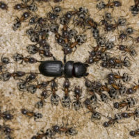 Coleottero Carabidae immobilizzato da formiche Liometopum microcephalum (Formicidae Dolichoderinae)
[det. Vincenzo Gentile]