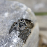 Salticide (Araneae Salticidae)