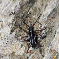 Dorcadion ossae (Coleoptera Cerambycidae)