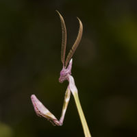 Adulto di Empusa fasciata (Mantodea Mantidae)