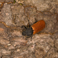 Bostrichus capucinus (Coleoptera Bostrichidae)