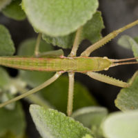 Orthoptera