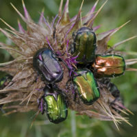Un grappolo di Cetonie (Coleoptera Cetoniidae)