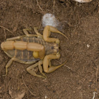 L'onnipresente Mesobuthus gibbosus (Scorpionida Buthidae)