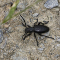 Dorcadion (Pedestredorcadion) thessalicum pelionense (Coleoptera Cerambycidae)
[det. Zdeno "Zdenko" Lucbauer]