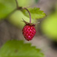 Uno spuntino a base di fragoline di bosco