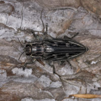 Chalcophora mariana (Coleoptera Buprestidae)