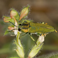 Anthaxia hungarica (Coleoptera Buprestidae)
