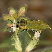 Anthaxia hungarica (Coleoptera Buprestidae)