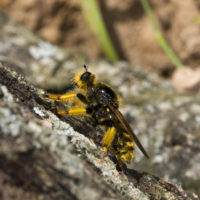 Pogonosoma maroccanum (Diptera Asilidae Laphriinae) in appostamento
[det. Jan Tatur-Dytkowski]