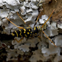 Plagionotus arcuatus (Coleoptera Cerambycidae)
[det. Riccardo Poloni]