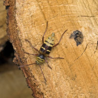 Plagionotus detritus (Coleoptera Cerambycidae)
[det. Francesco Izzillo]
