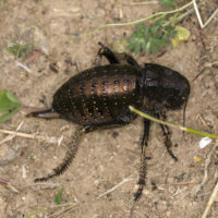 Bradyporus dasypus (Orthoptera Bradyporidae)