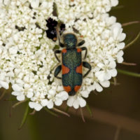 Trichodes nobilis (Coleoptera Cleridae)
[det. Iuri Zappi]