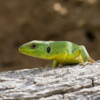 Ramarro (Lacerta viridis)