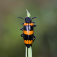 Mylabris cincta (Coleoptera Meloidae)
