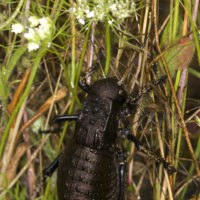 Bradyporus dasypus (Orthoptera Bradyporidae)