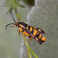 Lepidoptera Sesiidae