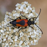 Stictoleptura cordigera illyrica (Coleoptera Cerambycidae)
[det. Riccardo Poloni]