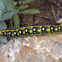 Bruco di Hyles euphorbiae (Lepidoptera Sphingidae) su Euphorbia rigida
[det. Luciano Arcorace]