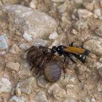 Pompilide (Hymenoptera Pompilidae) con ragno