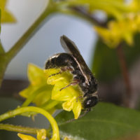 Tiphia femorata (Hymenoptera Tiphiidae) su Paliurus spina-christi